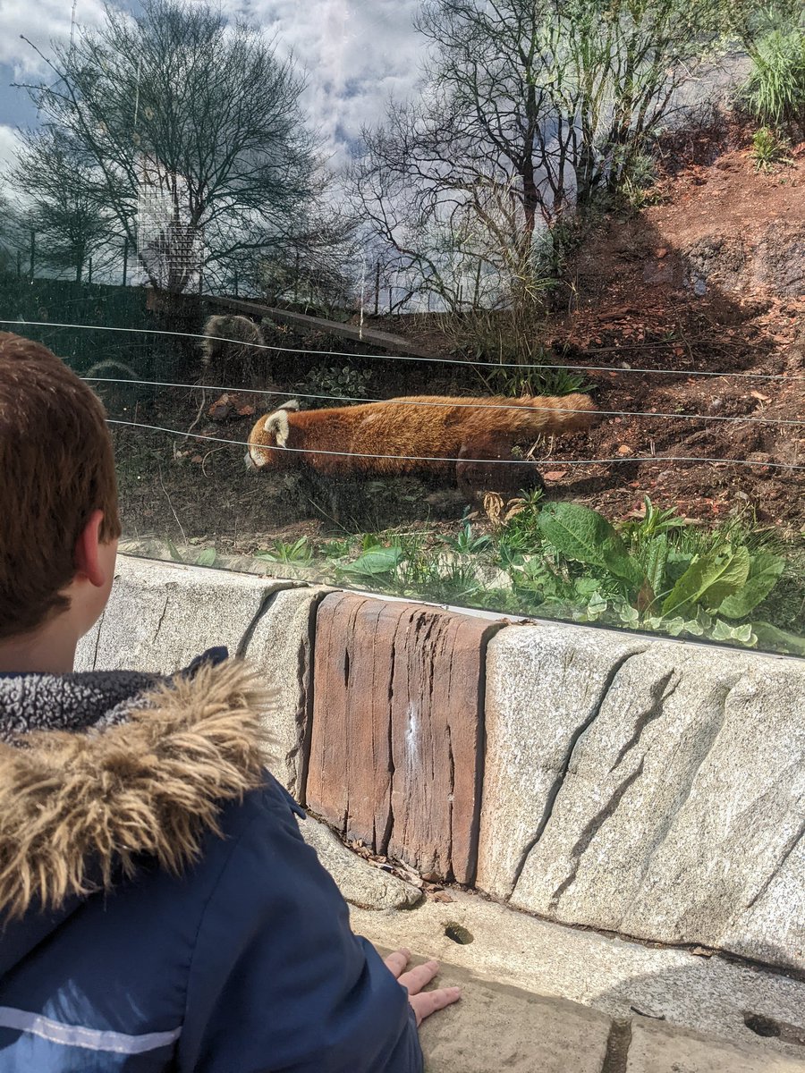 CSC_Class2's tweet photo. My favourite was the red panda, A thought it really looked like Red from the movie! ❤️ https://t.co/Mj3yYsTY3n