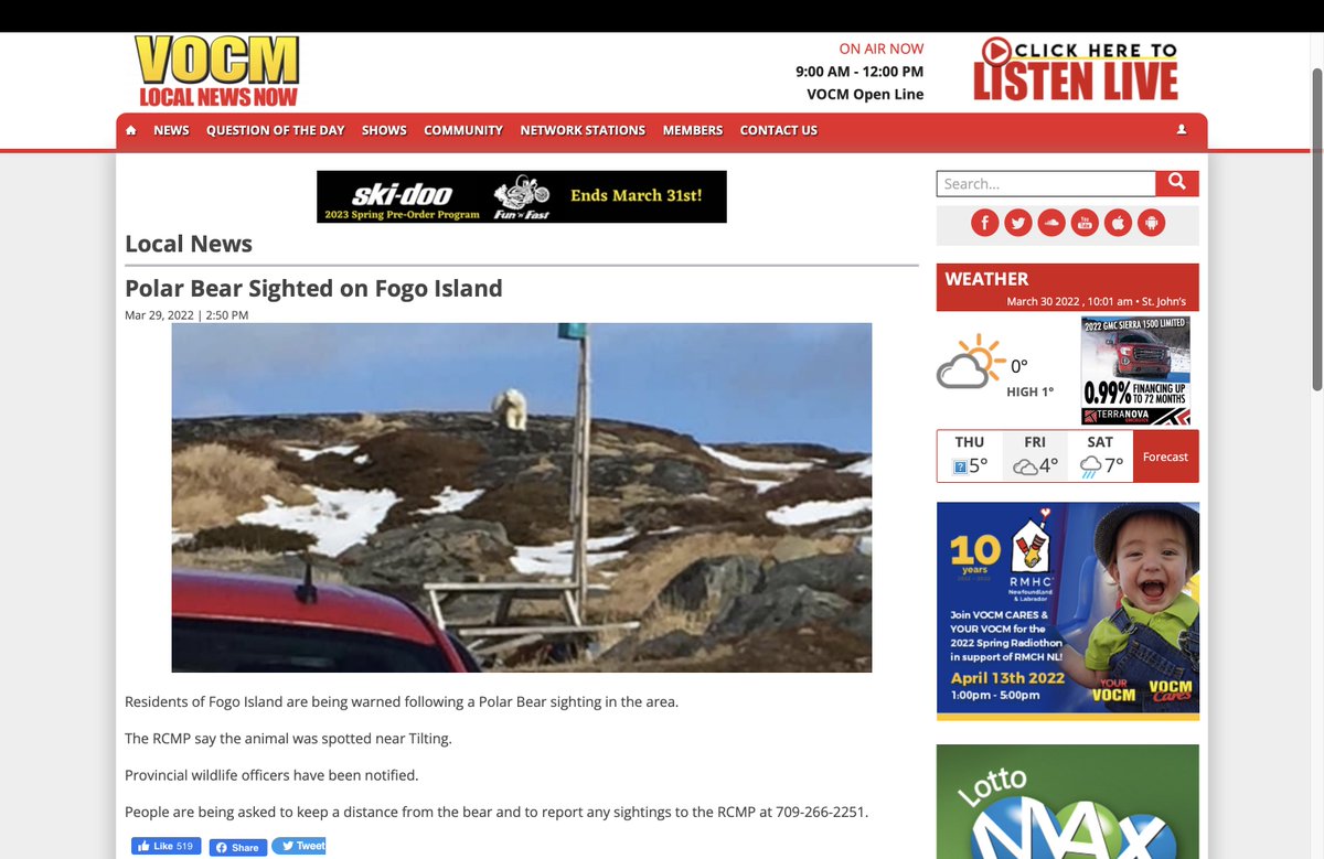AEDerocher's tweet photo. Polar bear on Fogo Island Newfoundland. It may find its way back to sea ice but there's a lot of water between land &amp; where this bear should be. Bears in Newfoundland are common but we rarely know their fate. Long ago, bears could have feasted on Great Auks on Fogo Island. https://t.co/leIpKB9ie9