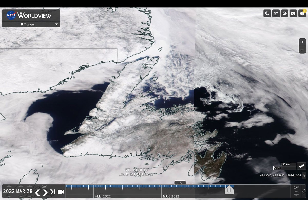 Polar bear on Fogo Island Newfoundland. It may find its way back to sea ice but there's a lot of water between land &amp; where this bear should be. Bears in Newfoundland are common but we rarely know their fate. Long ago, bears could have feasted on Great Auks on Fogo Island.