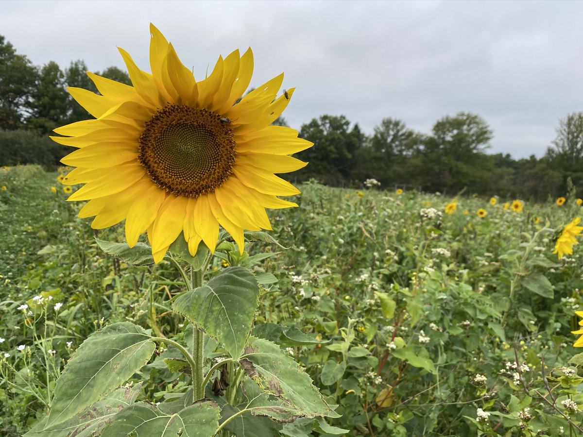 NatureAg's tweet photo. We can learn a lot from those who have farmed in sync with nature for millennia. Join us in supporting the #MilpaFirstAcre program and learn more about the Maya tradition. Check it out here: https://t.co/4jsSqbs2KS     @SyngentaUS  @PixanIxim #RegeNErate @GreenCoverSeed https://t.co/wzIyReKyNJ
