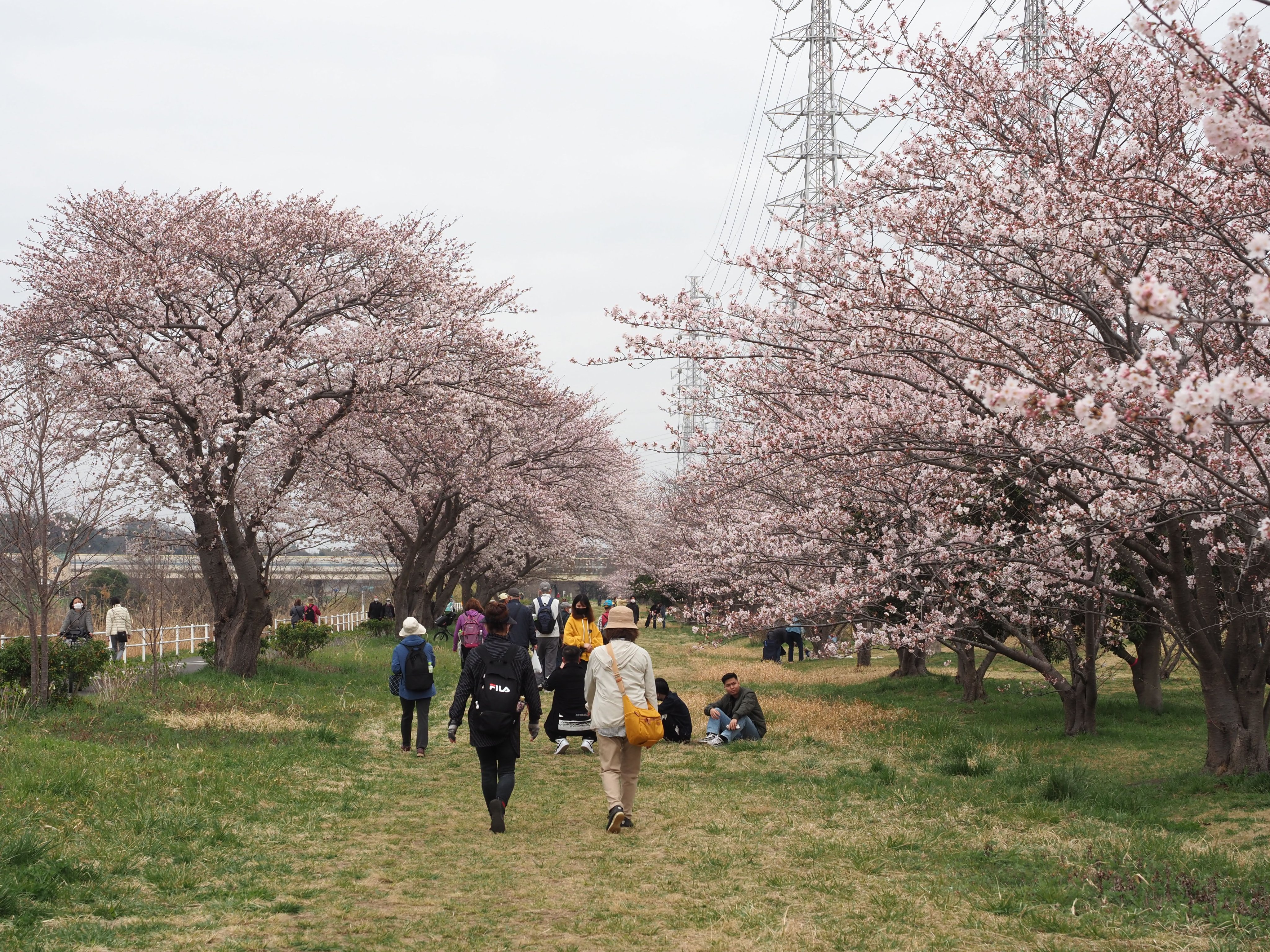 花見川 Twitter Search Twitter