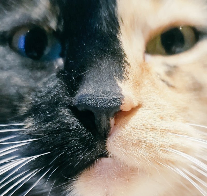 TheArtOfBeo's tweet photo. While u look around at those that have more - never forget there's MANY that have less.
WAY TOO MANY.
Globally odds are you're already living in paradise.
โค @KatShirt
The Home Of Tinker ๐พ
#Paradise #Grateful #WayTooMany #CleanWater #Shelter #CatsOnTwitter #CatsOfTwitter https://t.co/s9oguxf4Pg