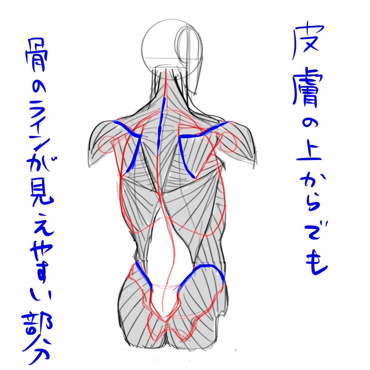 人体練習4日目
#落書き
#人体 