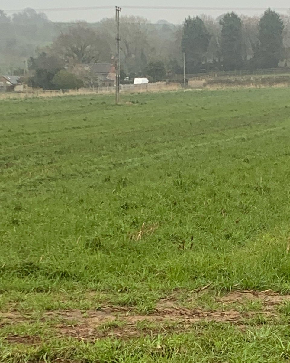 proecontracting's tweet photo. Pictures from the United Utilities bore hole site In Shropshire. Look at the full width spread of grass not just lines in between the maize rows! #thegreenseeder #arrichards #bcw #covercrop #feedthesoil #zocon #unitedutilities #mga #maize #grass #fairyfarmimg #shropshirefarming https://t.co/0G5mYPNyle
