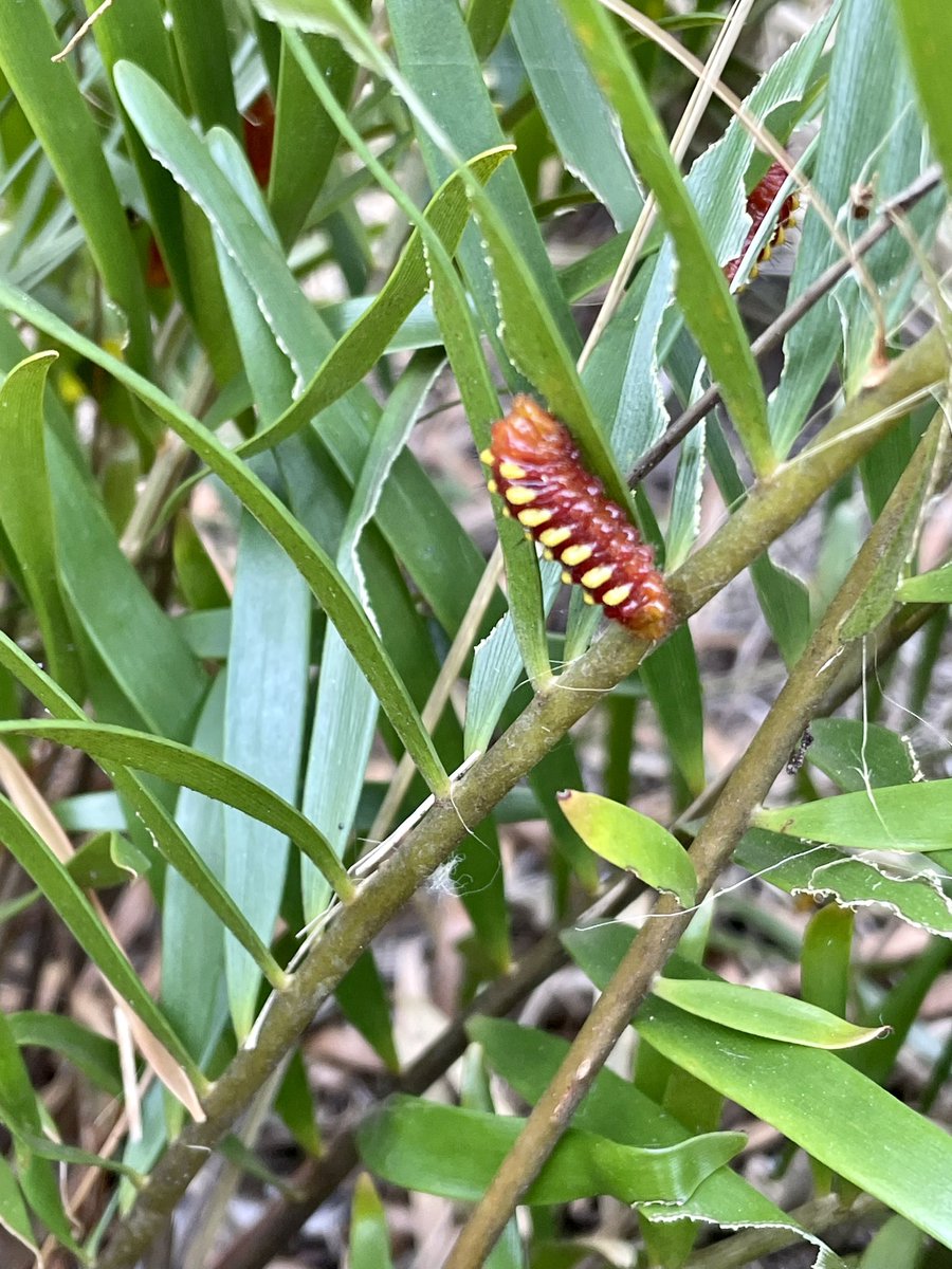 andrewkearns64's tweet photo. While #botany students worked in the @josemartimast native pine rockland landscaping at school, look what we discovered! Caterpillars for the endangered Atala butterfly (Eumaeus atala)! 😃🌿 @FairchildGarden @JennPossley @DadeFNPS @fl_native_plant @ericahhenry @swamphiker https://t.co/09uWDyPCbr