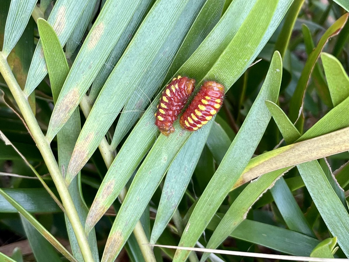 andrewkearns64's tweet photo. While #botany students worked in the @josemartimast native pine rockland landscaping at school, look what we discovered! Caterpillars for the endangered Atala butterfly (Eumaeus atala)! 😃🌿 @FairchildGarden @JennPossley @DadeFNPS @fl_native_plant @ericahhenry @swamphiker https://t.co/09uWDyPCbr