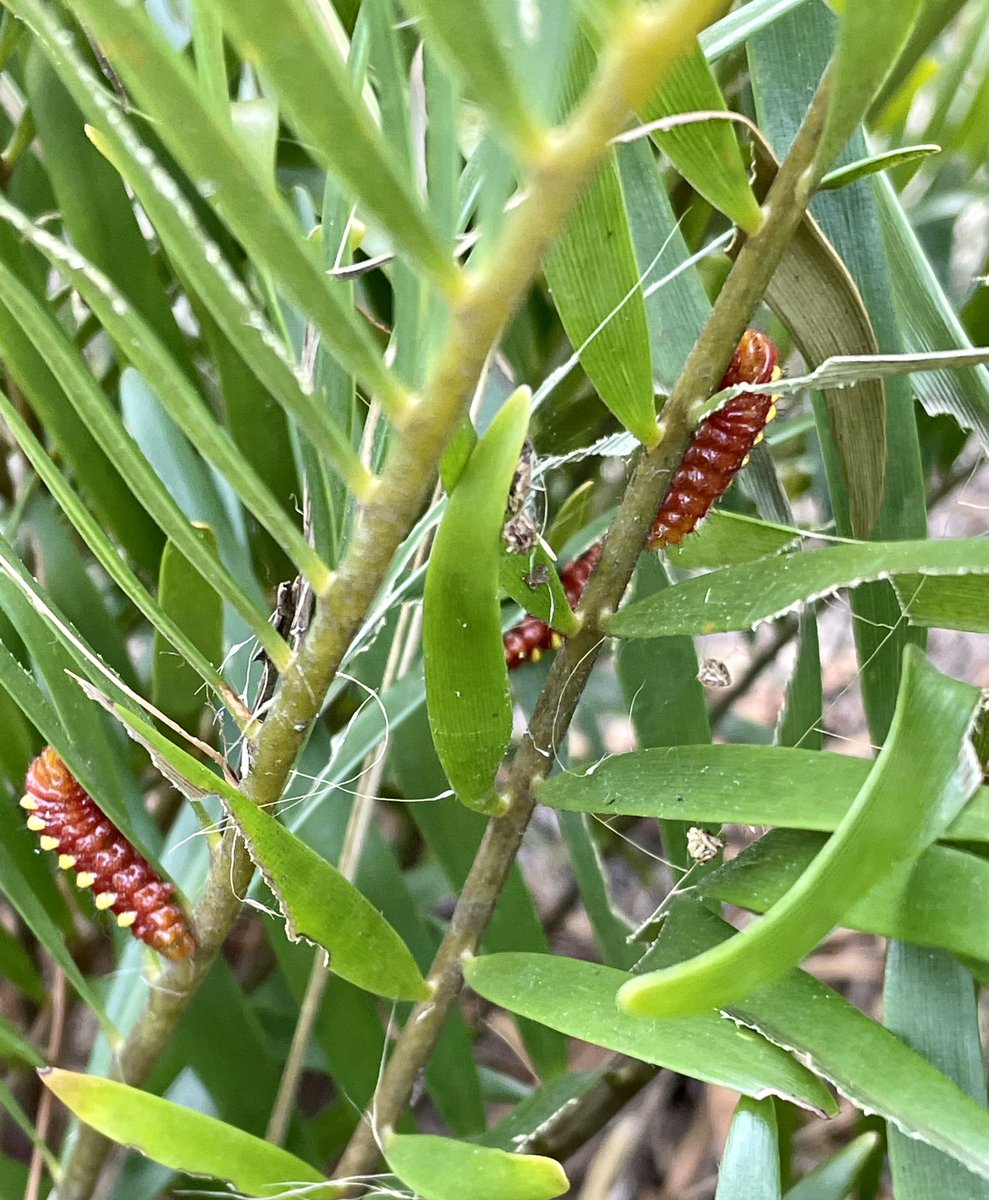 andrewkearns64's tweet photo. While #botany students worked in the @josemartimast native pine rockland landscaping at school, look what we discovered! Caterpillars for the endangered Atala butterfly (Eumaeus atala)! 😃🌿 @FairchildGarden @JennPossley @DadeFNPS @fl_native_plant @ericahhenry @swamphiker https://t.co/09uWDyPCbr