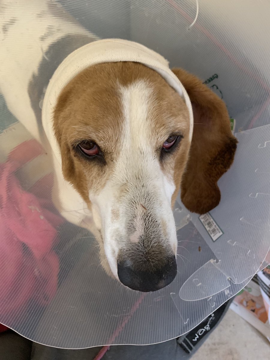 JanineLazarus's tweet photo. Our Bubbles is home with her whole head swathed in bandages. Double stitching in one ear. 
I worry about how she’ll manage with the cone #OurChild https://t.co/2HTMd3bjvc