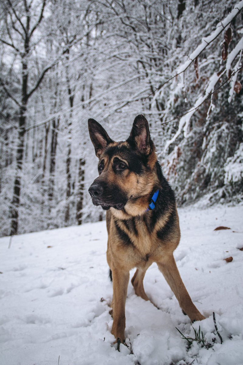 Koda + Bear + Kenai tweet media