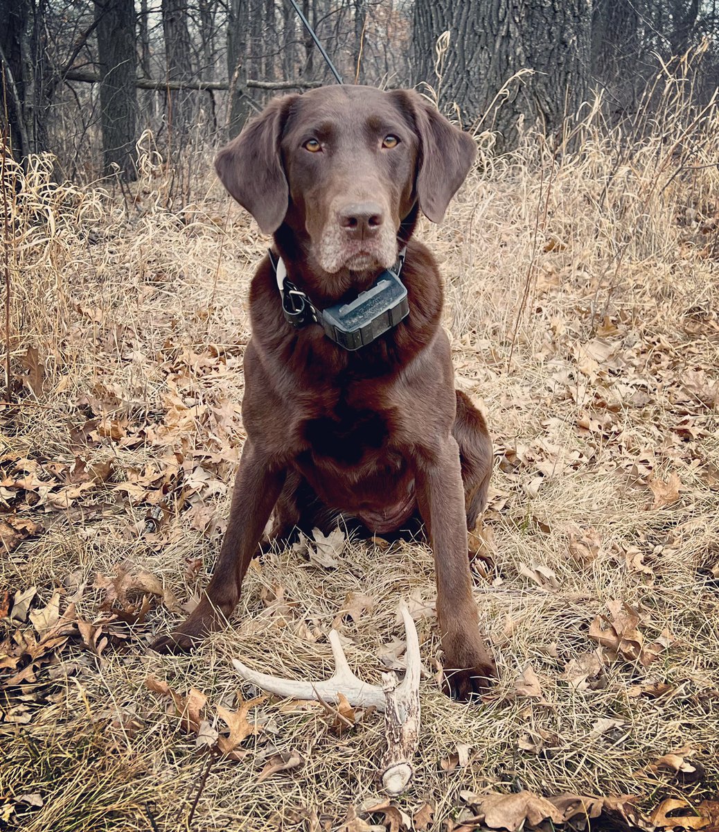 thejennbecker's tweet photo. It ain’t much, but it’s an honest days work for a doggy #tinesup #shedhunting #sheddog #shedrally #whatgetsyououtdoors #itsinmynature #sickforit #shedsoldierdogs https://t.co/o2jFPqbXeN