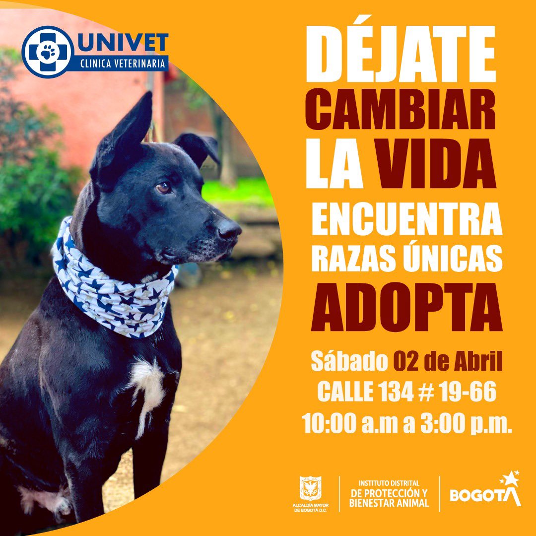 AnimalesBOG's tweet photo. Este sábado 2 de abril tendremos una jornada de adopción maravillosa en la Clínica Veterinaria Univet💛 

¡Anímate a acompañarnos y a encontrar en nuestras razas únicas un amor para toda la vida! 

¡Te esperamos de 10 am a 3pm! https://t.co/KwAWXVj7ir