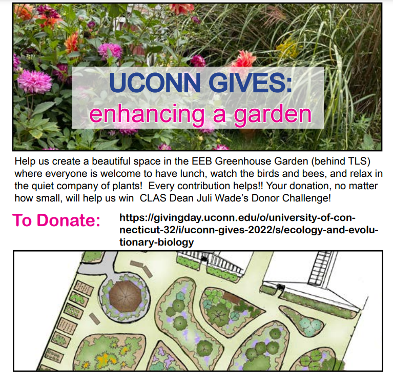 biosarita1's tweet photo. The EEB Greenhouse is part of UConn Gives this year and they are hoping to make the greenhouse an even more welcoming place for everyone by placing a nice sitting area in their open garden! Please consider donating if you can💚https://t.co/xLjWxUNqUe https://t.co/p8JGwkJj6G