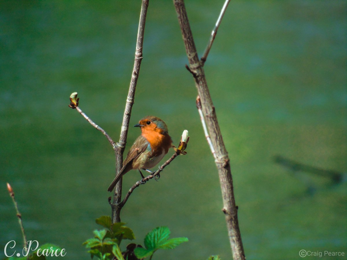 CoCroydon's tweet photo. Little Robin. #Robin #robinredbreast #robinsofinstagram #bird #birds #birdphotography #photography #photographer #naturephotography #nature_perfection #nature #animalphotography #animal #animals #wildlife #wildlifephotography #croydon #birdlover #birdwatching https://t.co/jsbahqiUO6