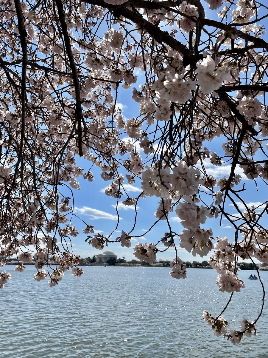 Jennifercubide's tweet photo. Cherry blossom 🌸 amo está temporada! https://t.co/nlU4va2ahl