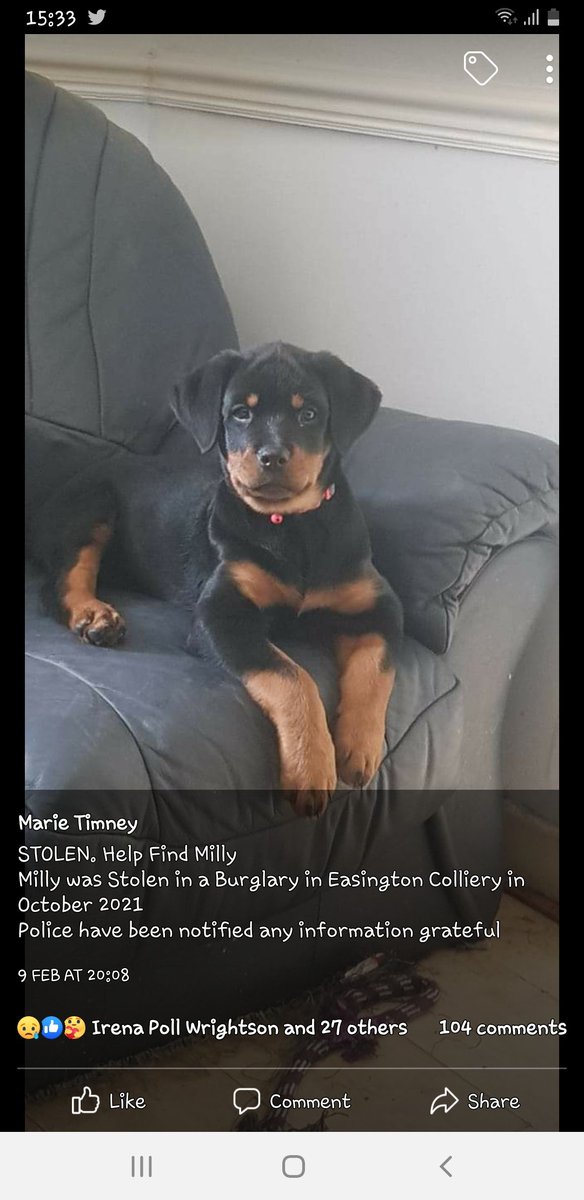 juliagarland73's tweet photo. #Rottweiler #puppy #female #Stolen in house #Burglary #EasingtonColliery #CountyDurham #ENGLAND #MISSING since october 2021 ๐โโ๏ธ https://t.co/ZCdCzOP7Mm