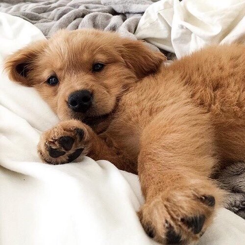 Dinomite🦖🧨 (@dinogodwhale) on Twitter photo 