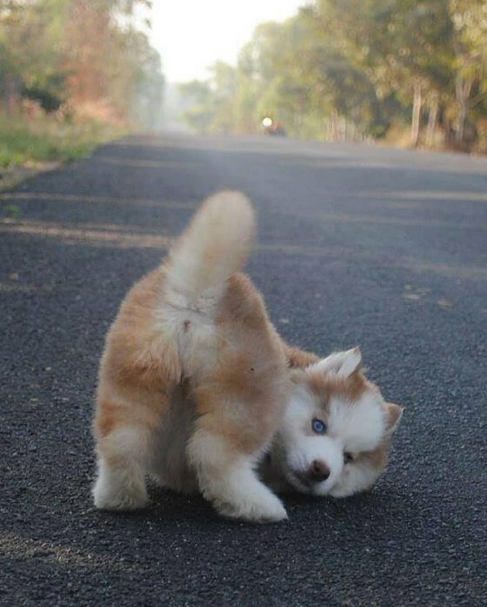 Dinomite🦖🧨 tweet media