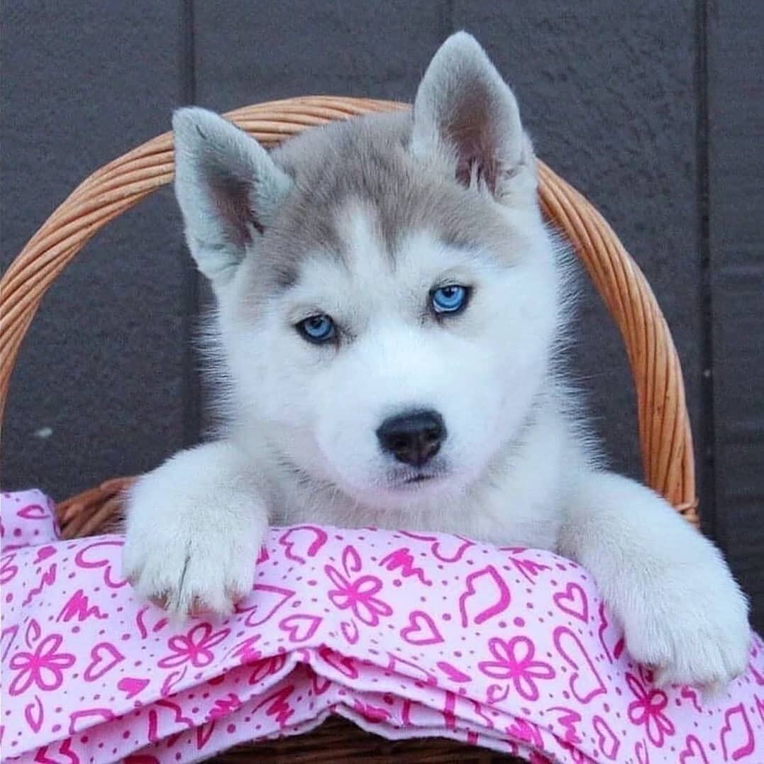 Dinomite🦖🧨 tweet media