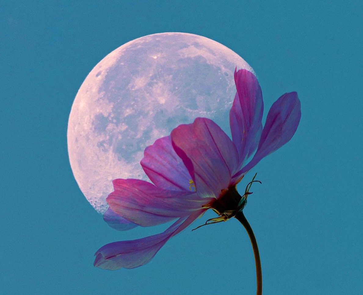 betulturksoy_'s tweet photo. Are you ready for spring? 
🌸🌸🌸🌸🌸🌸🌸🌸

#nft #nftart #moon 
https://t.co/lhejySf8ZO https://t.co/NsCKjijN5L