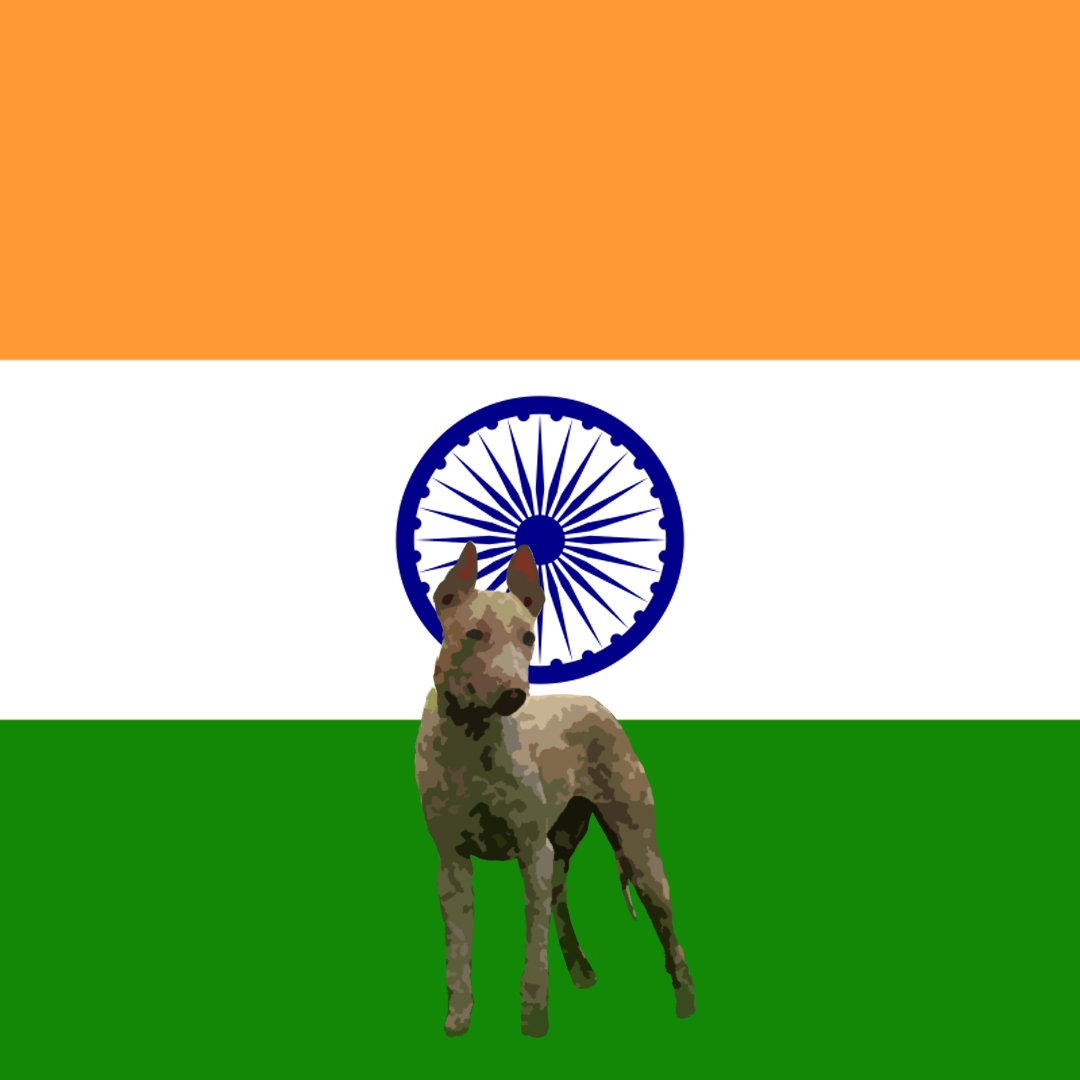 cryptodognation tweet media