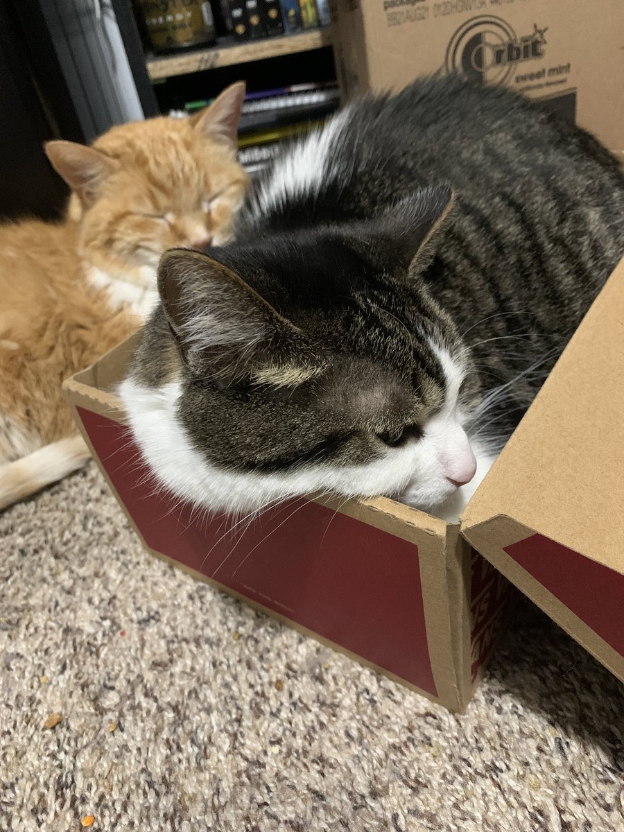 sootfox_'s tweet photo. @GTWScar mine can relate, except one of ‘em crawled on my lap this morning before i left for school. they’re definitely my children to say the least https://t.co/iptSvPNxUB