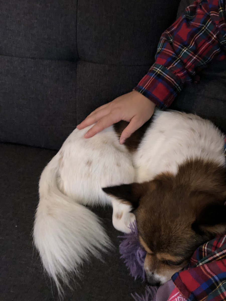 harbwj08's tweet photo. Is he my emotional support animal or am I his? 🤷‍♀️ #probablyboth https://t.co/ktOxxwTr3c