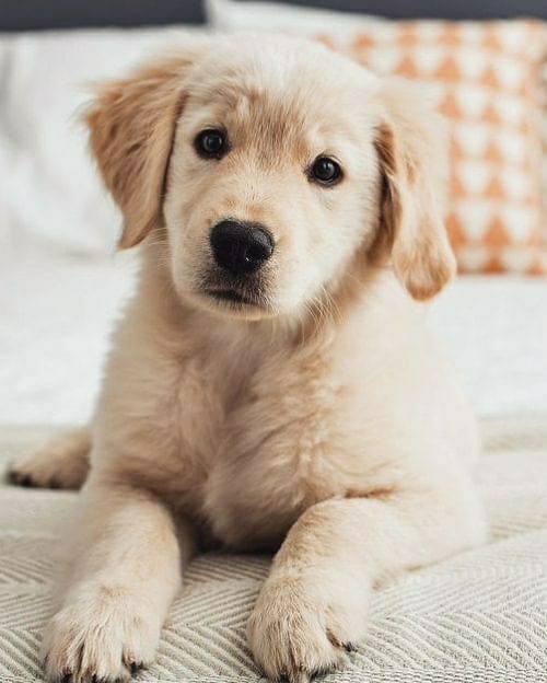 Dinomite🦖🧨 (@dinogodwhale) on Twitter photo 