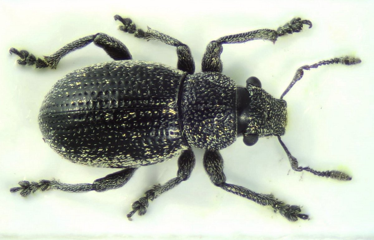 Melanie_Shears's tweet photo. It's #WeevilWednesday! Here's a lovely little heather weevil I picked up last week in the sunshine ☀️ https://t.co/9Z4FZ7MR9c