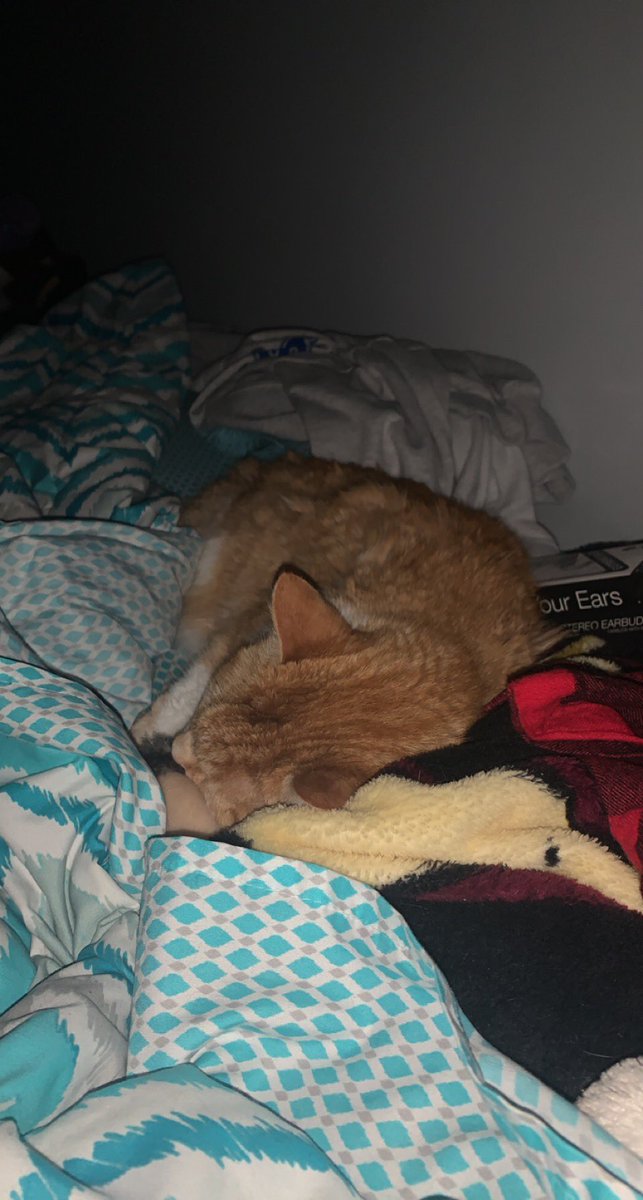 sootfox_'s tweet photo. here’s a midweek serotonin dose provided by cats♡︎ #cats #adorable #CatsOfTwitter #pets https://t.co/w5h6zPsSxf
