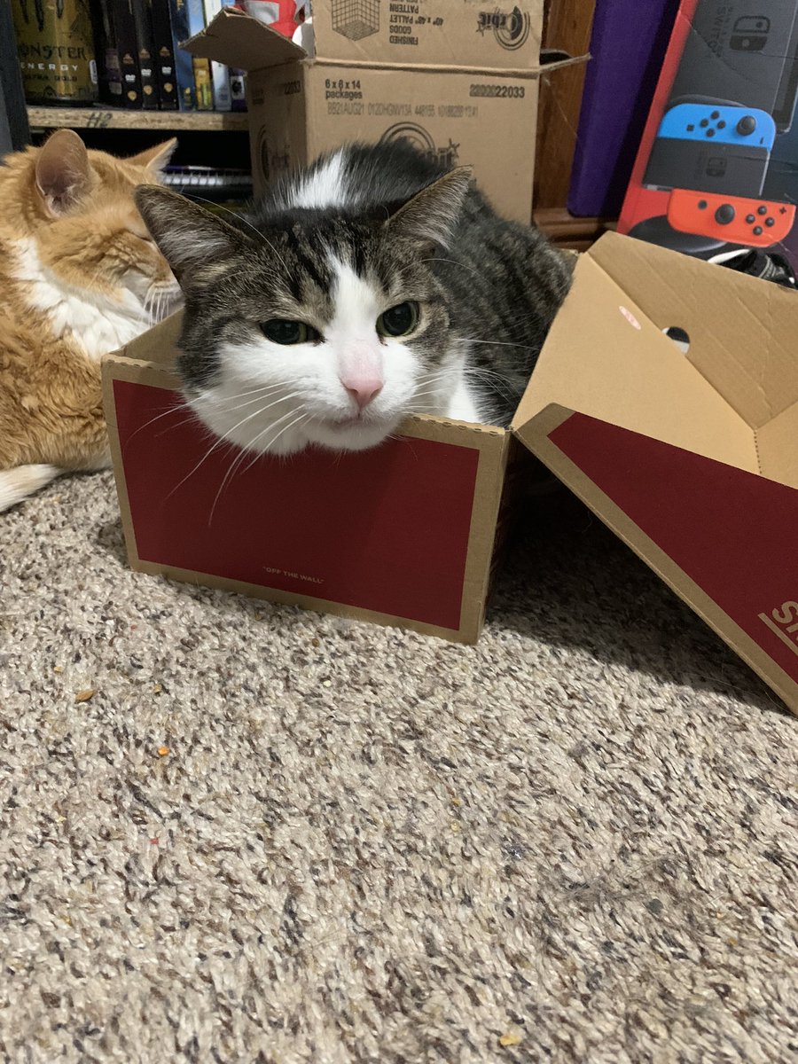 sootfox_'s tweet photo. here’s a midweek serotonin dose provided by cats♡︎ #cats #adorable #CatsOfTwitter #pets https://t.co/w5h6zPsSxf
