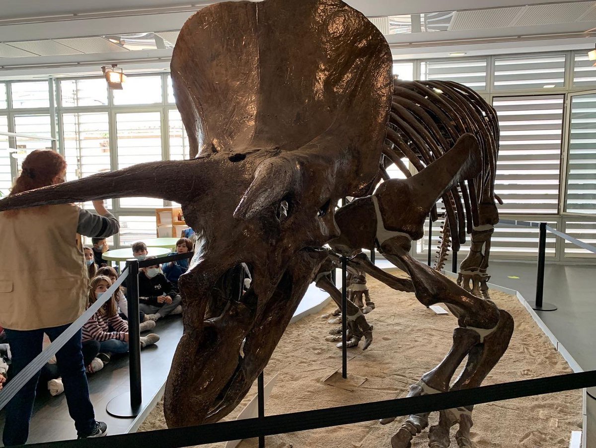 VedrunaTona's tweet photo. PALEONTÒLEGS EN PROCÉS! 🦖
Ahir l’alumnat de 4t de Primària va visitar el Museu Palentològic de Sabadell en motiu del treball que han iniciat sobre la Prehistòria!
Quin goig de museu! ❤️
#SortidesEVT #PrimàriaEVT #quedemaVedruna https://t.co/XZ6Ih3WGgB