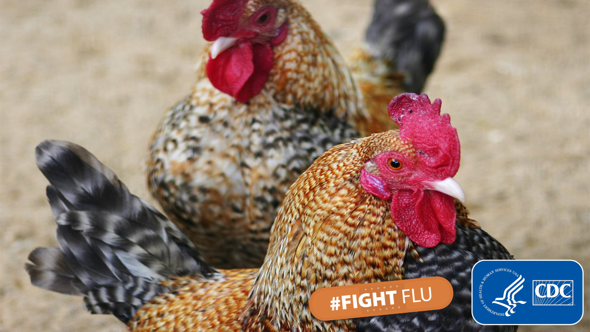 CDC on Twitter "DYK there are ongoing outbreaks of H5 bird flu in US