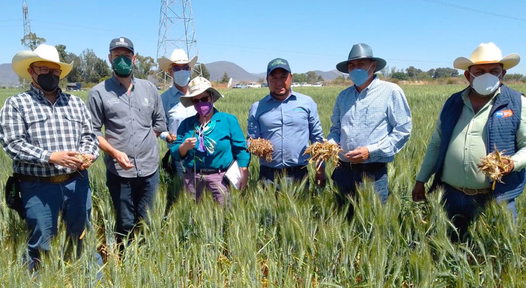 ACCIMMYT's tweet photo. Sieglinde Snapp, directora del Programa de Sistemas Agroalimentarios del @CIMMYT, se reunió en #Guanajuato con productores, investigadores, técnicos y representantes de organizaciones públicas y privadas. Analizaron el avance de la colaboración.

https://t.co/kGCSeV7fcK https://t.co/Yhg6LPOtCn