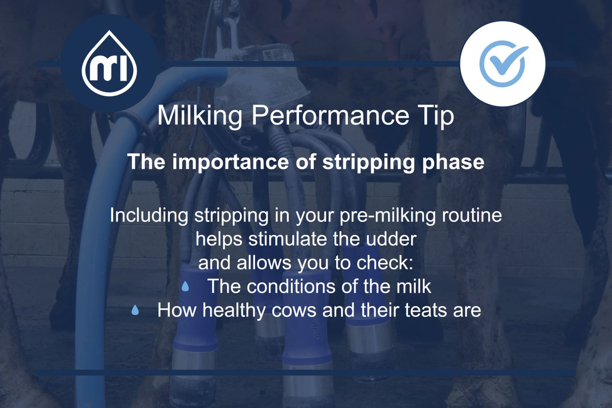 MR_ITP's tweet photo. Are you aiming to optimize your milking performance? We have a #MilkingPerformanceTip for you 📈
Learn more about the correct pre-milking routine here: https://t.co/A4Fs7Z2Q7v
#BuildingaBrighterFuture #ImprovingEveryFarmWeTouch #DairyFarming https://t.co/hkxPMJS1Zj