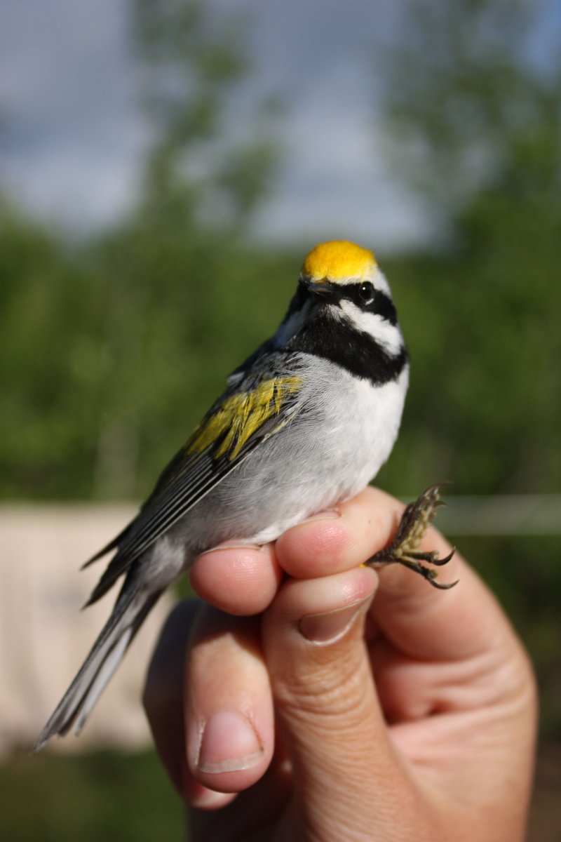 AvianBiology's tweet photo. Patterns of parental care and movement in divided broods of golden-winged warblers

https://t.co/kzZkYgTi5L

@WileyEcolEvol @NordicOikos 
 
#OpenAccess #ornithology #avian #research #birds

📷S. Peterson https://t.co/oIqUy1TQfd