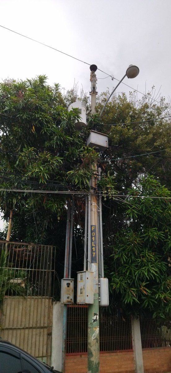 vsilvamoreno's tweet photo. @ZuliaCorpoelec Ya no se por donde poner el reporte para que me presten atención, ya los cables de este poste no aguantan el peso de la mata de mango ... Nadie quiere podarla por lo peligroso, porfavor espero respuesta.. https://t.co/TeHVRzsphV