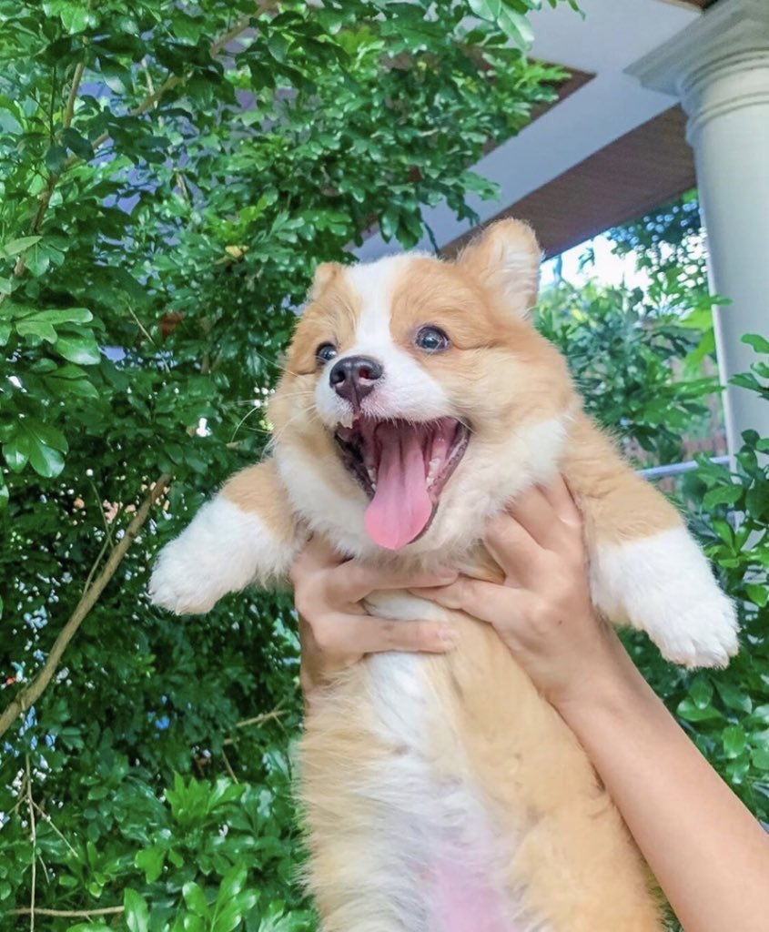 Dinomite🦖🧨 (@dinogodwhale) on Twitter photo 