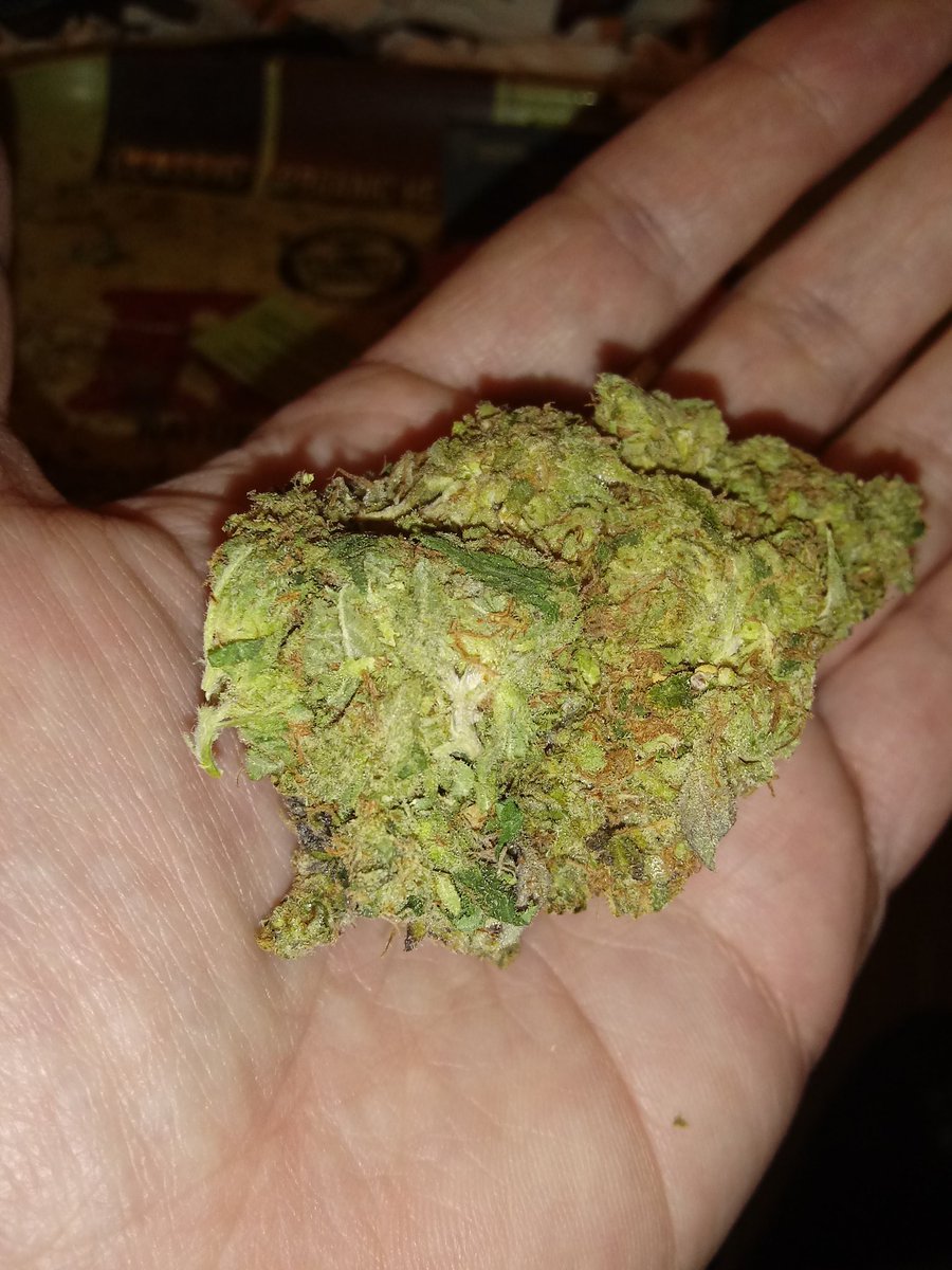 RockinSportz's tweet photo. Good Lord. Look at the size of this Bud! #WhiteFireOG 😋 https://t.co/VK0qKEj5OU