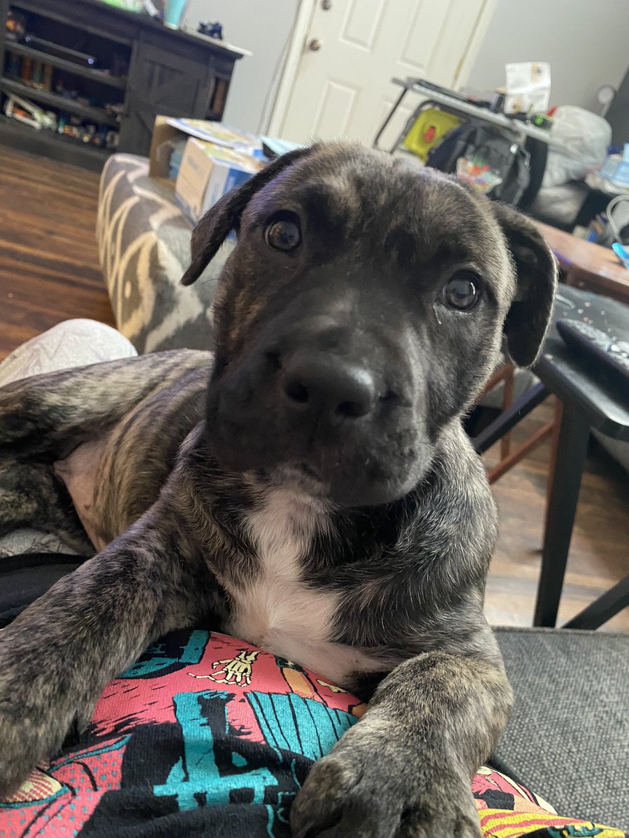 _AprilMariee's tweet photo. I have these 2 pit bulls mix puppies free to a good home ☹️
They’re 2 1/2 months old and both females! 
That’s their mom in the picture ☺️ https://t.co/mEydvbXjE1