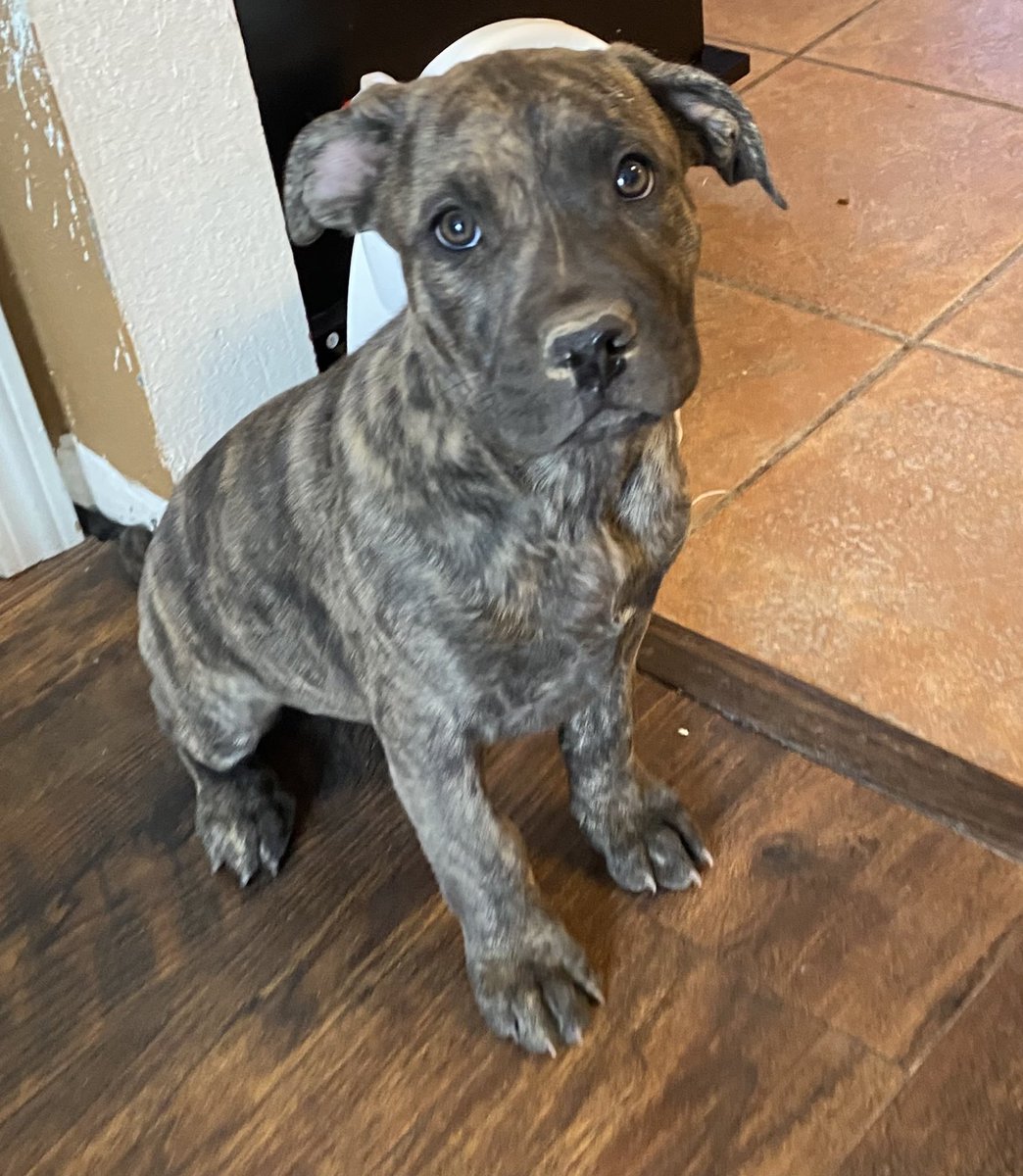 _AprilMariee's tweet photo. I have these 2 pit bulls mix puppies free to a good home ☹️
They’re 2 1/2 months old and both females! 
That’s their mom in the picture ☺️ https://t.co/mEydvbXjE1