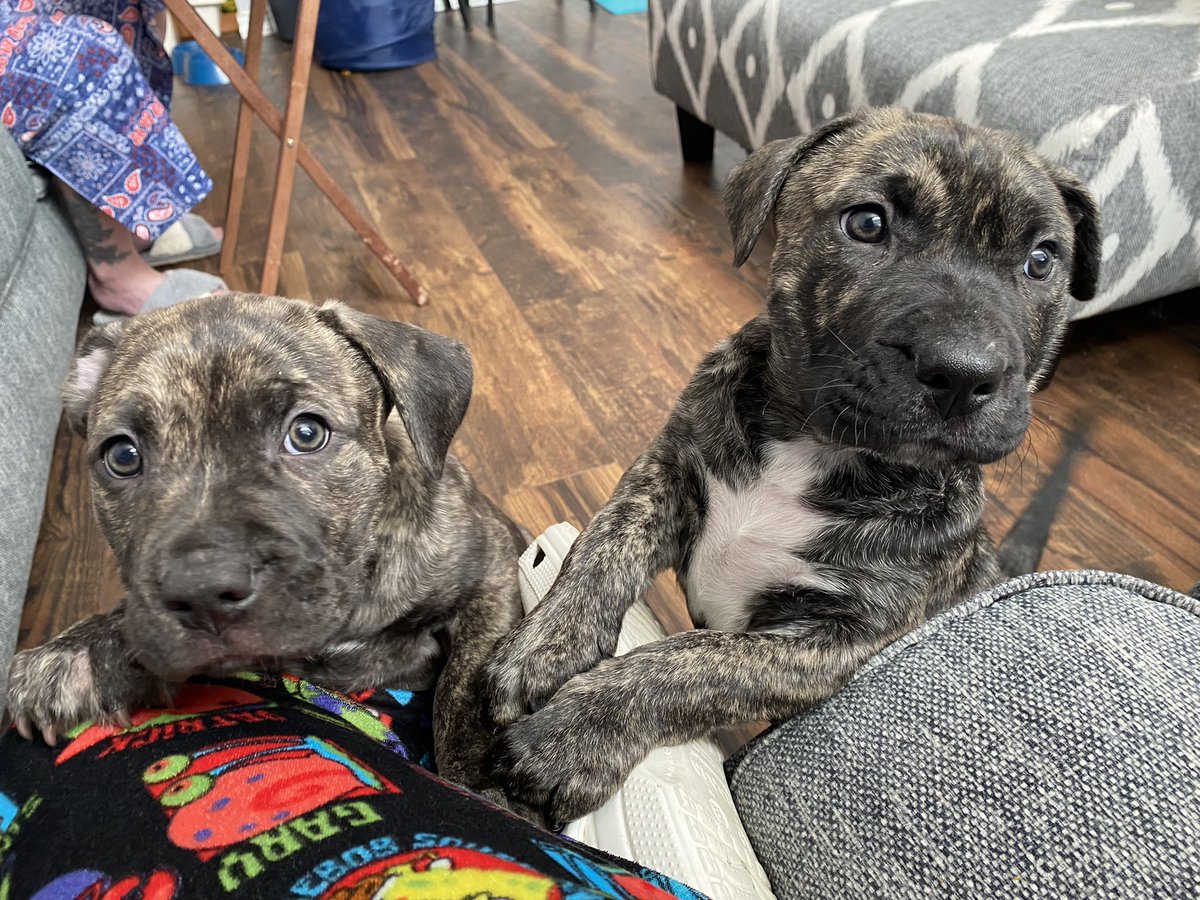 _AprilMariee's tweet photo. I have these 2 pit bulls mix puppies free to a good home ☹️
They’re 2 1/2 months old and both females! 
That’s their mom in the picture ☺️ https://t.co/mEydvbXjE1