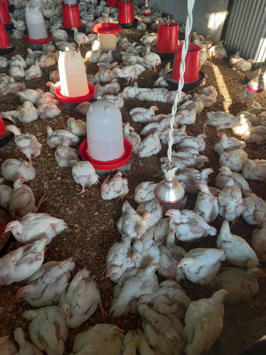 Meet Our #WCW Thobeka Mbatha founder of Chicken Nest.She’s also WIBC Urban Agriculture Initiative graduate.chicken Nest specialises with chicken production at 85 Dalmation close Austin View Midrand. Please contact her for orders mbathathobeka3@gmail.com
Call: 0796648850