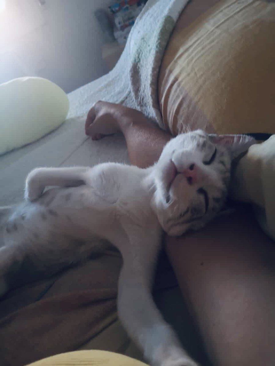 definitivamente es la mejor foto de mi gato