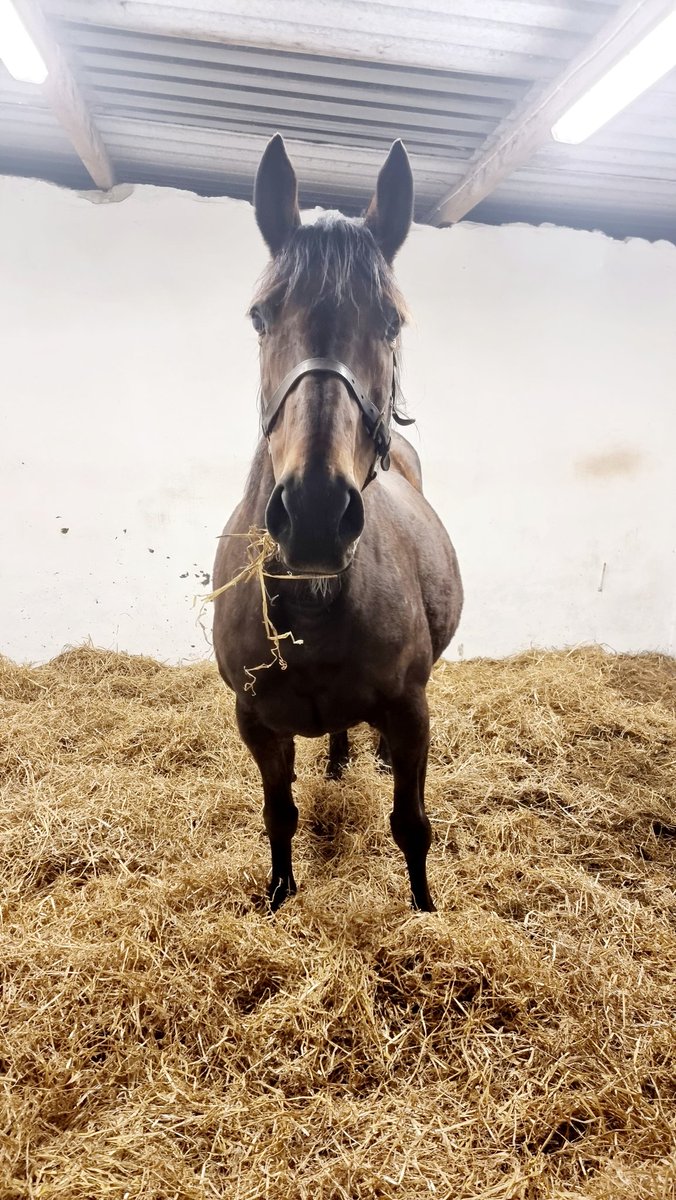 JohnHassett81's tweet photo. We could have a foal tonight here in #Murroe #Cappamore #setthealarmclock https://t.co/rWxG7pjYPI