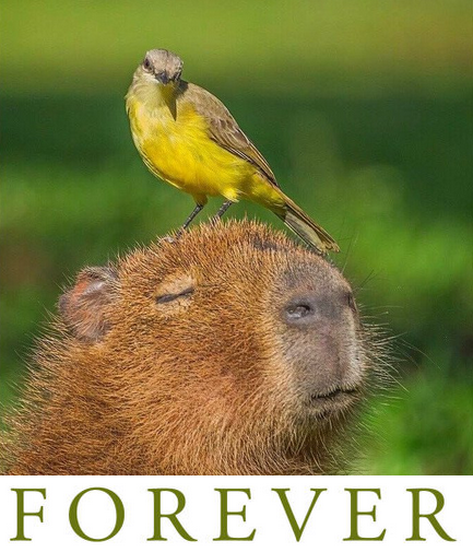 SockChat's tweet image. 