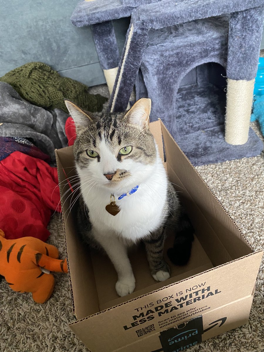 SchellRegan's tweet photo. I haven’t posted him on here but we got a cat! Meet Gordie Lightpaw ❤️ https://t.co/vgyRr023f7