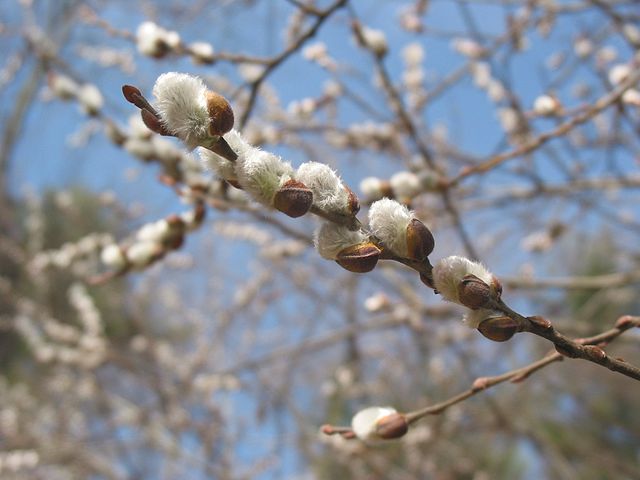 GloriousInStLou's tweet photo. Pussy willow (𝘚𝘢𝘭𝘪𝘹 𝘥𝘪𝘴𝘤𝘰𝘭𝘰𝘳) is an intriguing #monative shrub. It's dioecious, meaning there are separate male &amp; female plants. Male shrubs produce showy greyish-white silky catkins. Our clients enjoy making stem cuttings to add to floral arrangements! https://t.co/uUMkRBwrwO