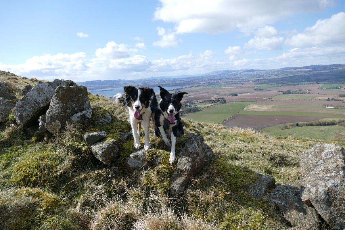 colliefullife's tweet photo. The girls enjoying their walk today π Zena has just 6 sub-2000s to catch up to Moss, bad news though two are in forests that suffered extensive damage in the storms and the other four are all on islands so not easy ones to get π
#Hilldogs #Bordercollies #dogsoftwitter https://t.co/ioEXajUJZd