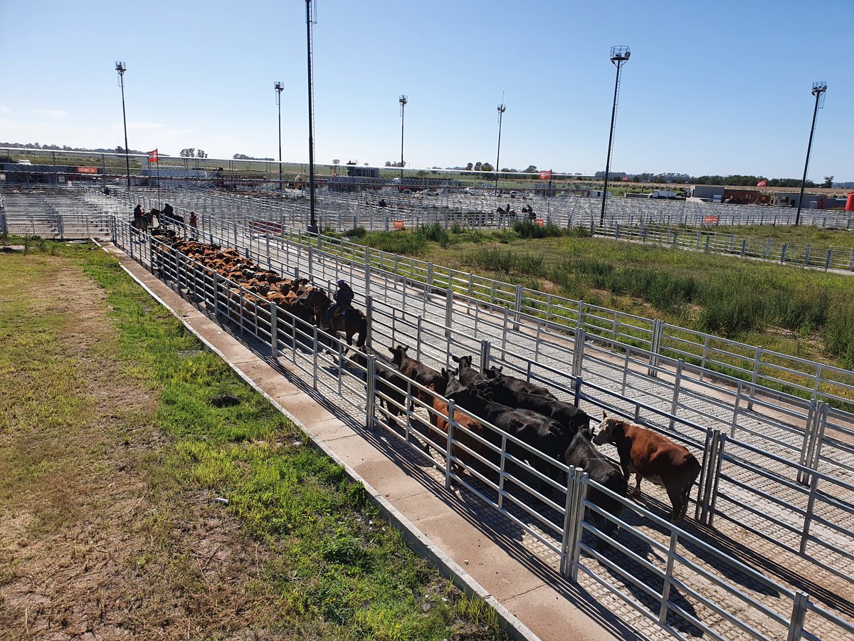 jpreciadopatino's tweet photo. Hoy visitamos el nuevo Mercado Agroganadero de Cañuelas. 6.000 cabezas rematadas, el más grande hasta ahora. Se ve la facilidad y comodidad en el manejo de la hacienda, que es más bienestar animal. Con 12.000 cabezas instantáneas de capacidad es el más grande del mundo. https://t.co/YJcJ3KcD6S