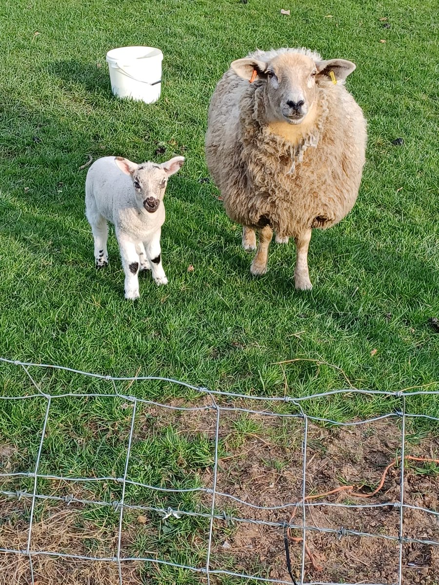 This ewe was a pet lamb last year we bought from another farmer to rear alongside another pet lamb we had. My Dad and kids did a super job feeding them, and she has produced a beautiful Kerry Hill Cross ewe lamb this year and is doing a fabulous job as a first time mum 👌🏻🐑